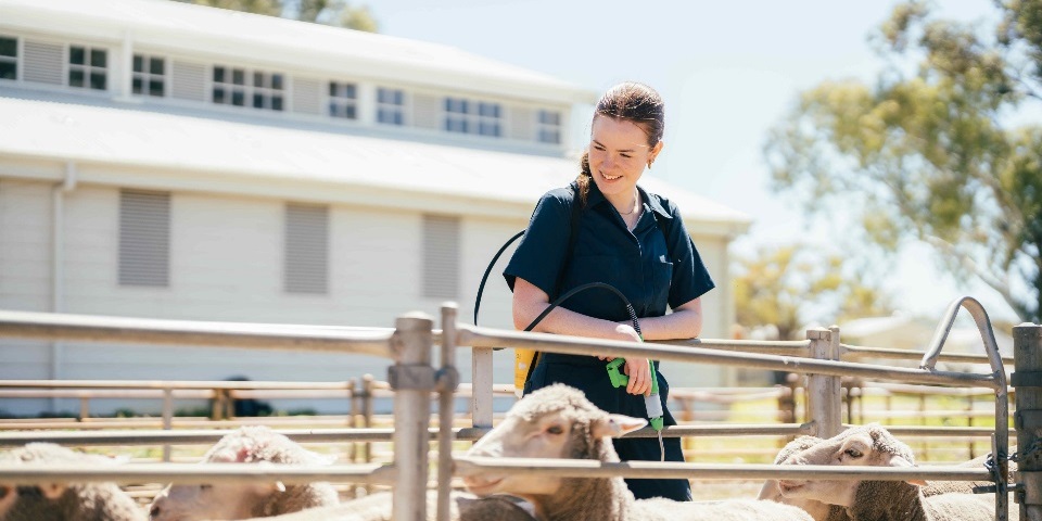 Young female student working with sheep on Uni farm